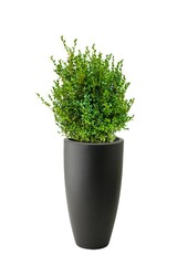 Buxus Sempervirens in Pure Soft Anthrazit