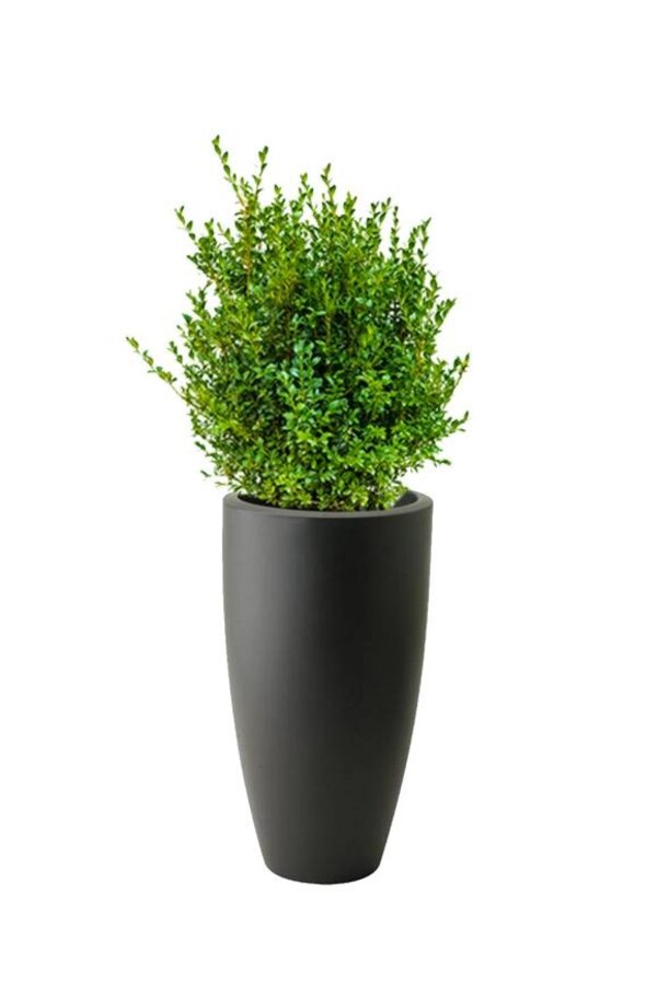 Buxus Sempervirens in Pure Soft Anthrazit