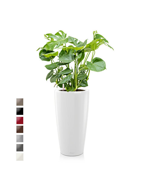 Lechuza Lechuza | Monstera
