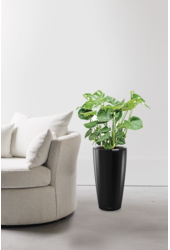 Monstera in selbstbewässerndem Rondo
