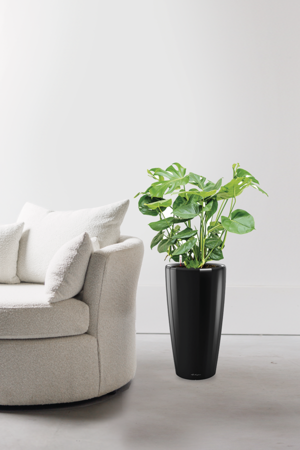 Monstera in selbstbewässerndem Rondo