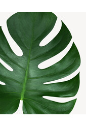 Monstera in selbstbewässerndem Rondo