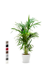 Kentia-Palme in selbstbewässerndem Classico