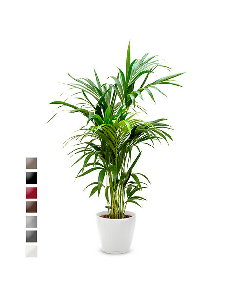 Lechuza Lechuza | Howea Forsteriana