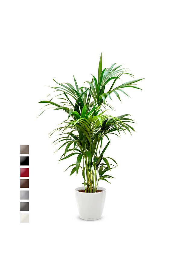 Kentia-Palme in selbstbewässerndem Classico