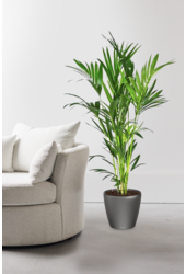 Kentia-Palme in selbstbewässerndem Classico