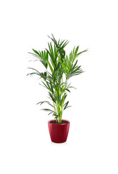 Kentia-Palme in selbstbewässerndem Classico