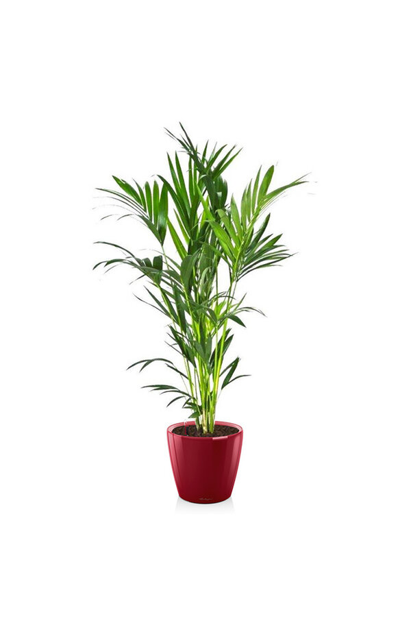 Kentia-Palme in selbstbewässerndem Classico