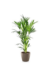 Kentia-Palme in selbstbewässerndem Classico