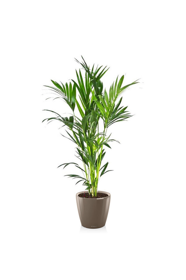 Kentia-Palme in selbstbewässerndem Classico