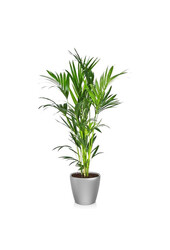 Kentia-Palme in selbstbewässerndem Classico
