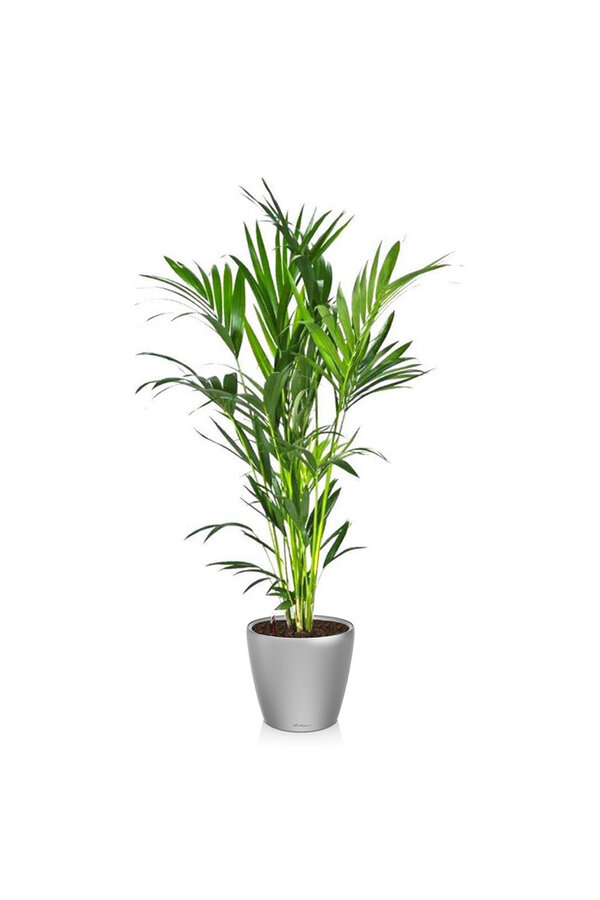 Kentia-Palme in selbstbewässerndem Classico