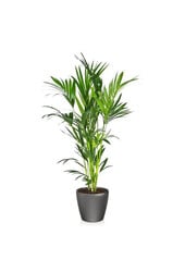 Kentia-Palme in selbstbewässerndem Classico