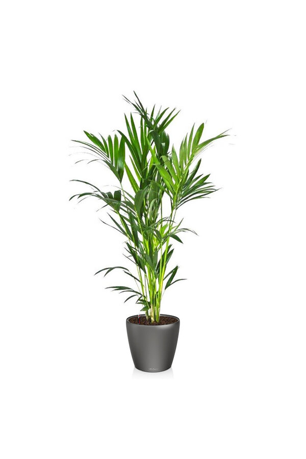 Kentia-Palme in selbstbewässerndem Classico