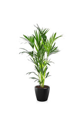 Kentia-Palme in selbstbewässerndem Classico