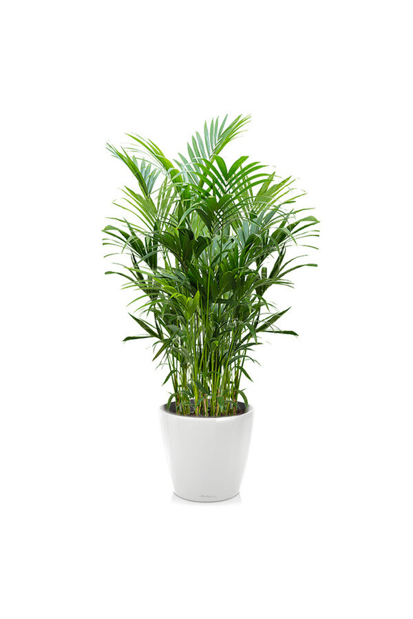 Kentia-Palme in selbstbewässerndem Classico