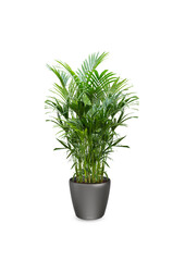 Kentia-Palme in selbstbewässerndem Classico