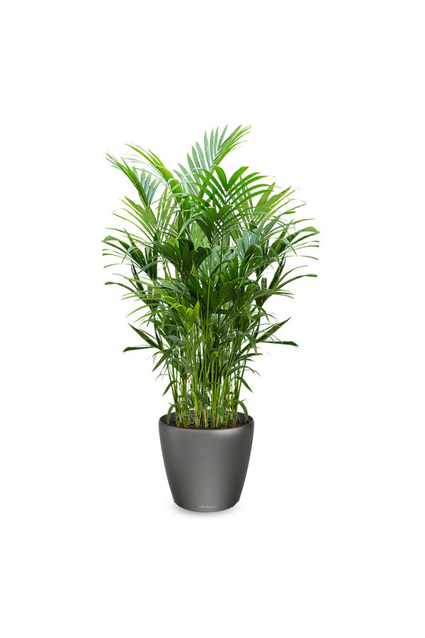 Kentia-Palme in selbstbewässerndem Classico