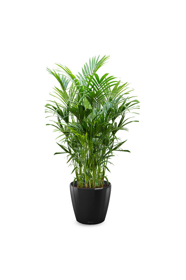 Kentia-Palme in selbstbewässerndem Classico