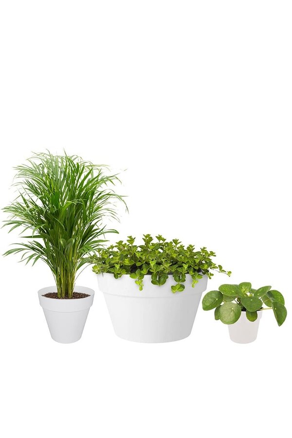 Pflanzenpaket Palme und Sukkulenten im Urban-Topf