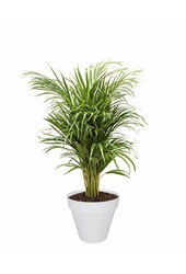 Pflanzenpaket Palme und Sukkulenten im Urban-Topf