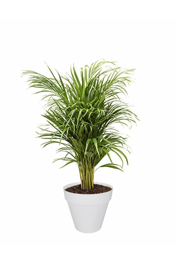Pflanzenpaket Palme und Sukkulenten im Urban-Topf
