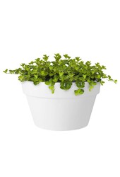 Pflanzenpaket Palme und Sukkulenten im Urban-Topf