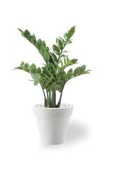 Kunstpflanze Zamioculcas in Pure Rund S