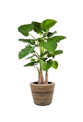 Kunstpflanze Alocasia in Rattan
