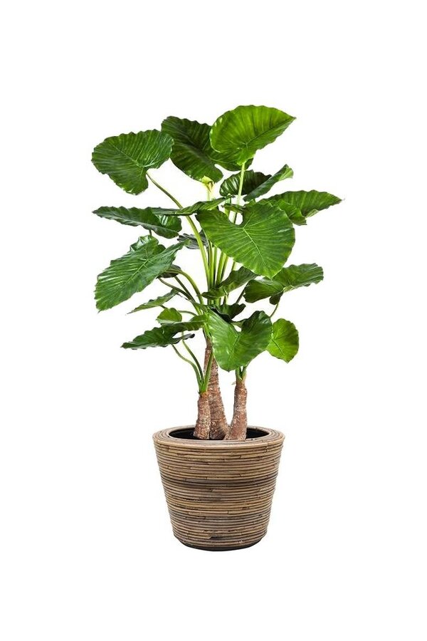 Kunstpflanze Alocasia in Rattan