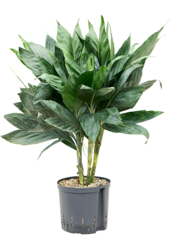 Hydroplant Chamaedorea Metallica