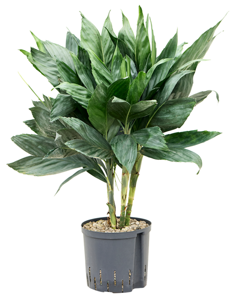 Hydroplant Chamaedorea