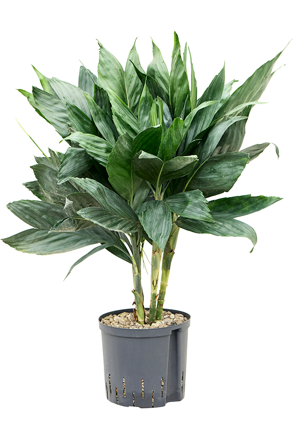 Hydroplant Chamaedorea Metallica