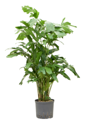 Hydroplant Caryota Mitis