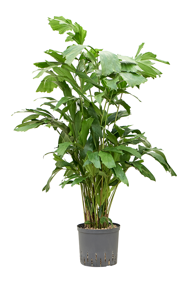 Hydroplant Caryota Mitis