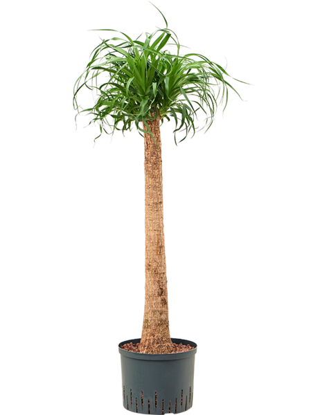 Hydroplant Beaucarnea