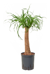 Hydroplant Beaucarnea Recurvata