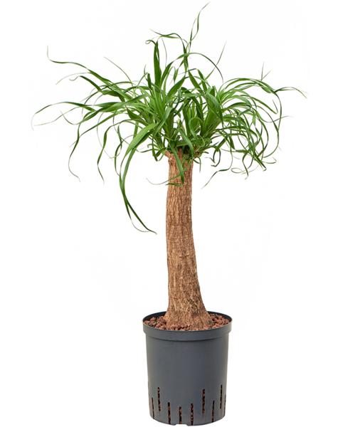 Hydroplant Beaucarnea