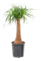 Hydroplant Beaucarnea Recurvata