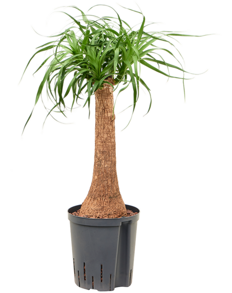 Hydroplant Beaucarnea