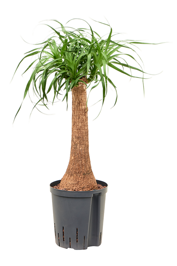 Hydroplant Beaucarnea Recurvata