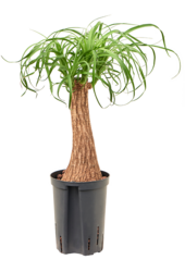 Hydroplant Beaucarnea Recurvata