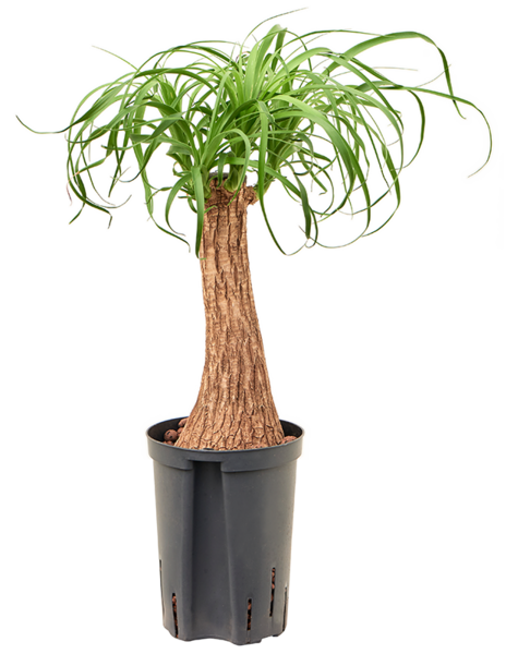 Hydroplant Beaucarnea