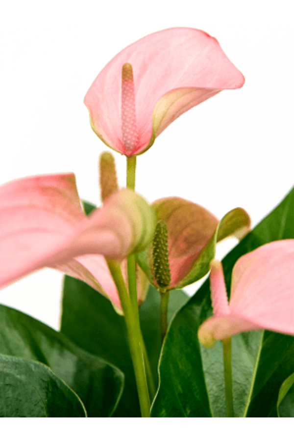 Hydroplant Anthurium Andraeanum Joli