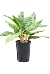 Hydroplant Aglaonema Pavo Real