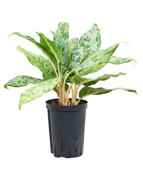 Hydroplant Aglaonema