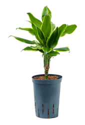 Hydroplant Dracaena Fragrans Golden Coast