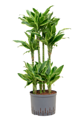 Hydroplant Dracaena Fragrans Golden Coast