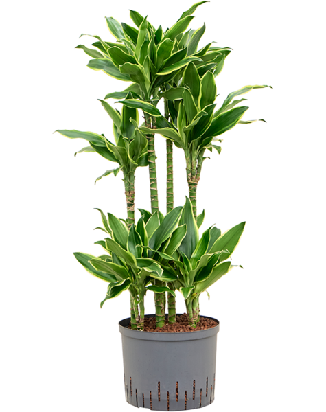 Hydroplant Dracaena