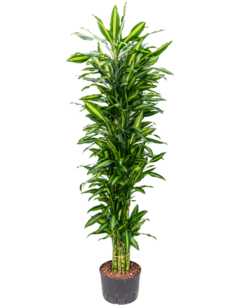 Hydroplant Dracaena